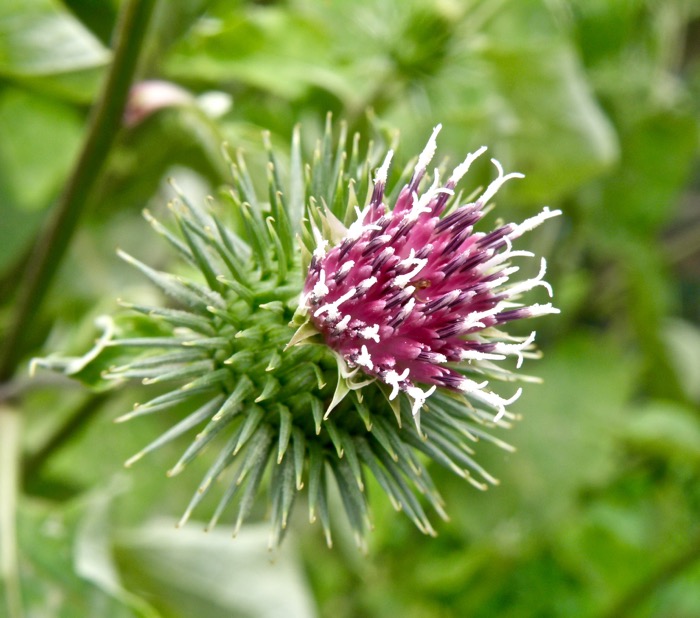 花言葉は「いじめないで」，ゴボウの花_d0006690_14304247.jpg