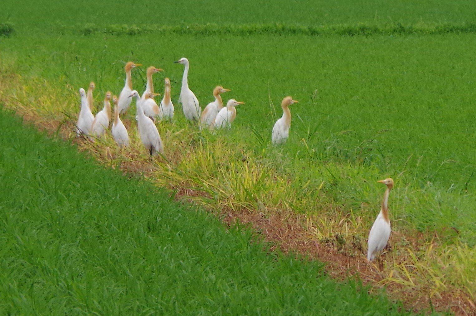 みんな一緒に　～　アマサギの家路_b0356401_20453346.jpg