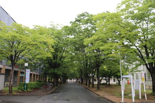 小雨降る米沢キャンパス、６月２８日（夏至・次候）菖蒲華さく_c0075701_10501711.jpg