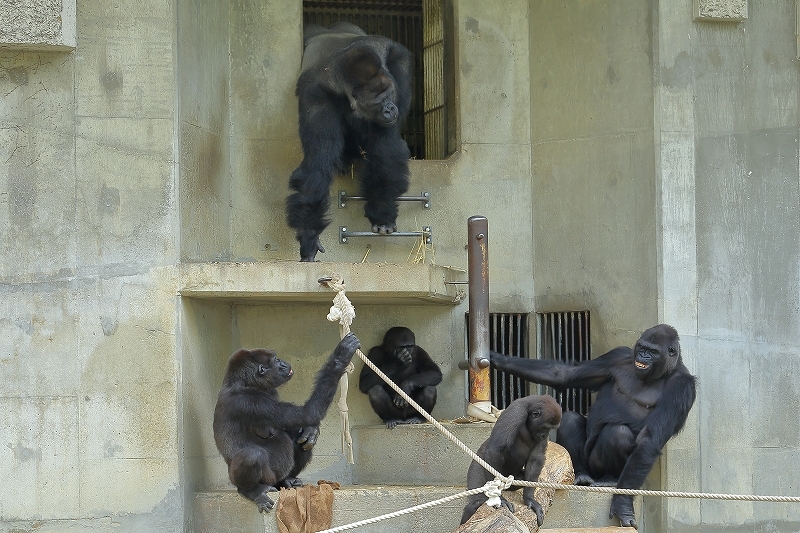 イケメンゴリラとしても 育メンゴリラとしても有名なシャバーニの家族を紹介しましょう 旅プラスの日記