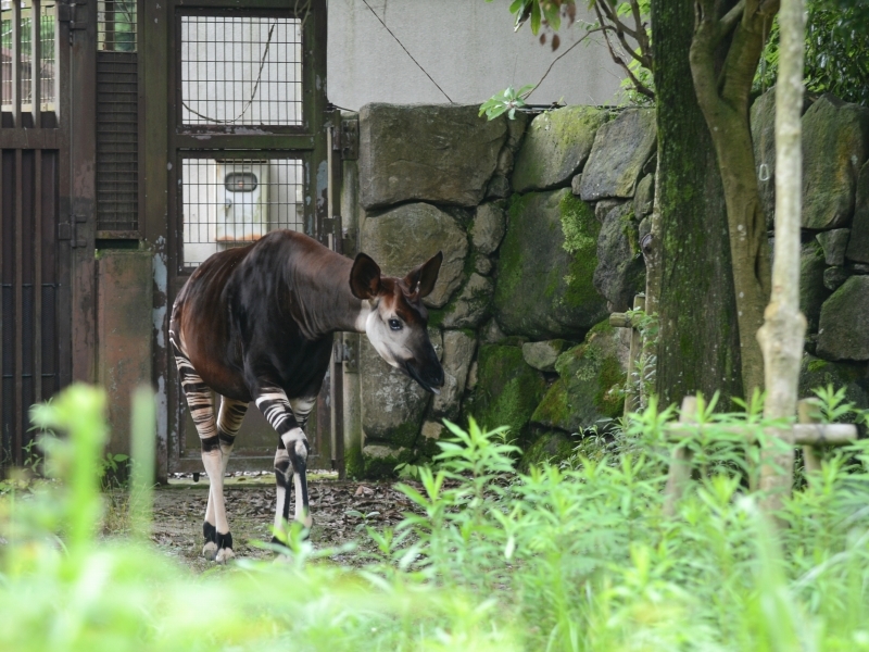 暑くなったアフリカ区_a0164204_14463012.jpg