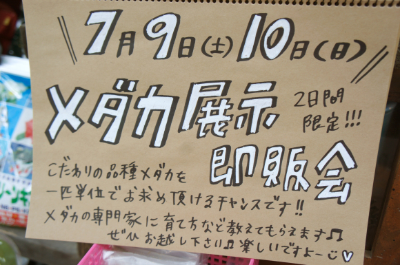 二日間限定！めだか展示即売会！_a0139007_11255947.jpg