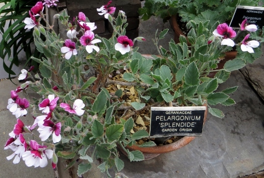 薬草園 6 Pelargonium_d0237913_08163040.jpg