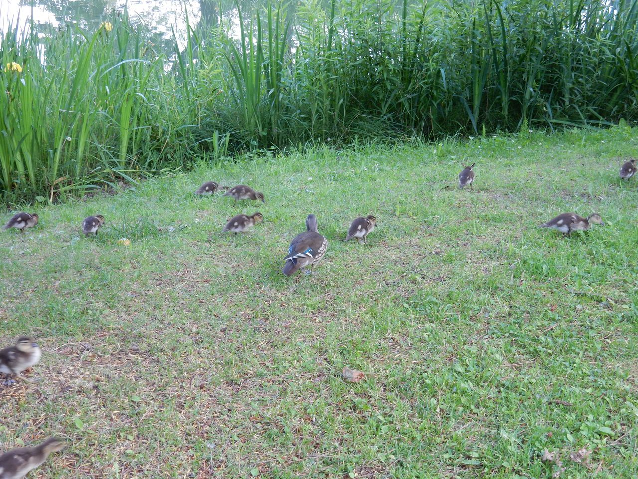 いきなり本格的な夏日_c0025115_23014736.jpg
