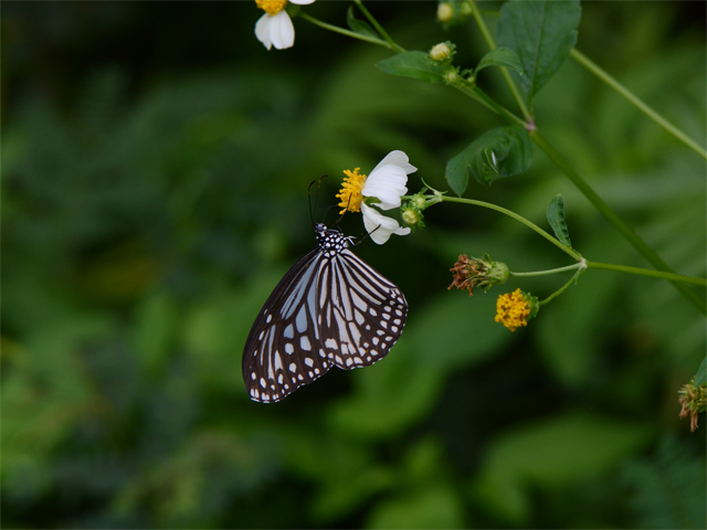  春の八重山チョウ旅行 4日目（2016/05/09）_d0332816_23224476.jpg