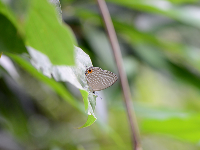  春の八重山チョウ旅行 4日目（2016/05/09）_d0332816_23305339.jpg