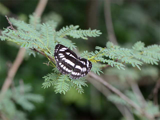  春の八重山チョウ旅行 4日目（2016/05/09）_d0332816_233146100.jpg