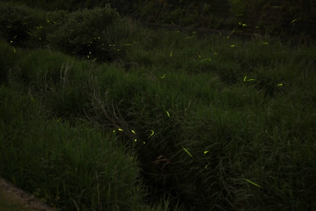 e0242721_87528.jpg