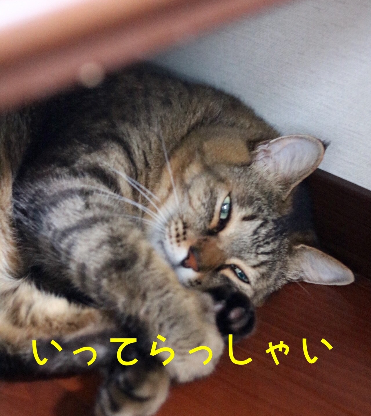 にゃんこ劇場「いってらっしゃいとおやすみにゃさい」_c0366722_06010778.jpeg