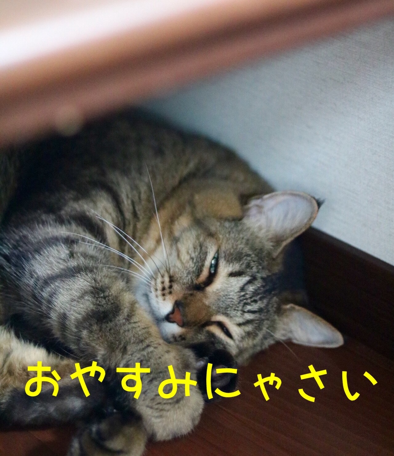 にゃんこ劇場「いってらっしゃいとおやすみにゃさい」_c0366722_06034316.jpeg
