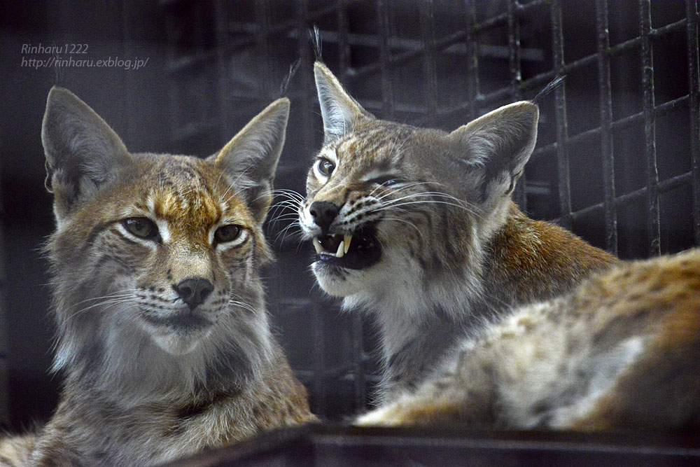 2016.6.25 宇都宮動物園☆ヨーロッパオオヤマネコのダンケとリーベ【European lynx】_f0250322_23361757.jpg