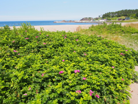 種差海岸遊歩道(八戸市)*2016.06.22_b0147224_10193647.jpg