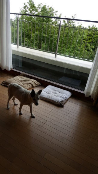 d0269832_10383671.jpeg