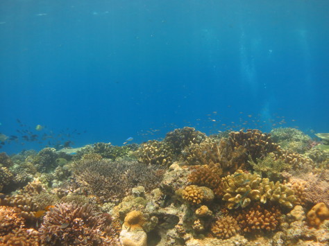 6月28日レッツ水納島!!!_c0070933_22135454.jpg