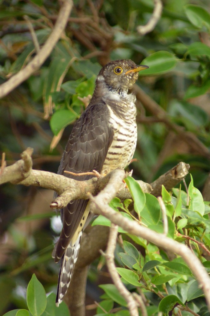 鳴かぬなら！_c0349842_22200431.jpg