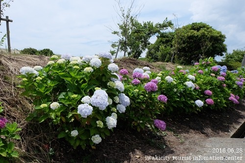 沢帯公園と愛谷江筋のアジサイ [平成28年6月28日(火)更新]_f0105342_14541472.jpg