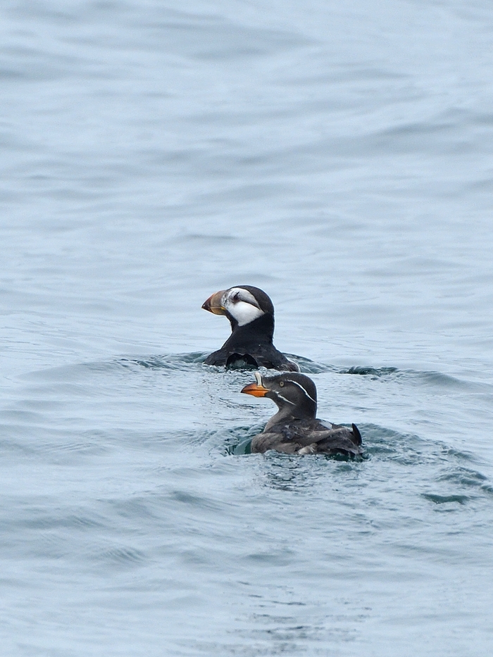 ツノメドリ Horned Puffin 16 06 Birding In Japan