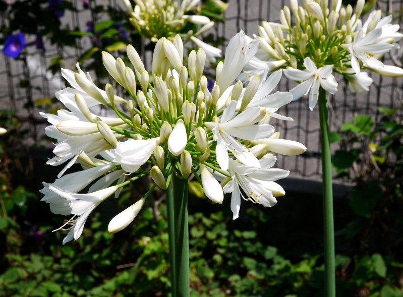 　　アガパンサス_b0093754_1559156.jpg