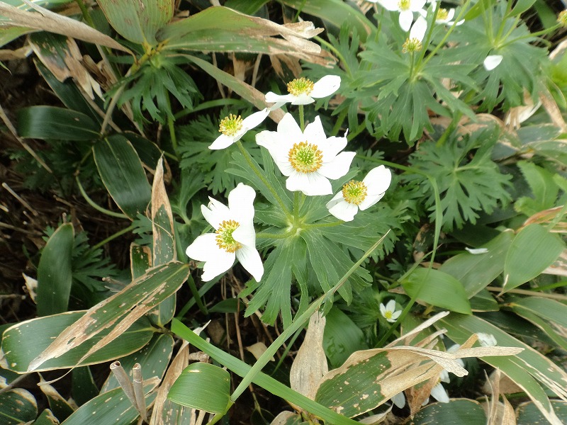 谷川連峰の花園・平標山_b0234354_102405.jpg