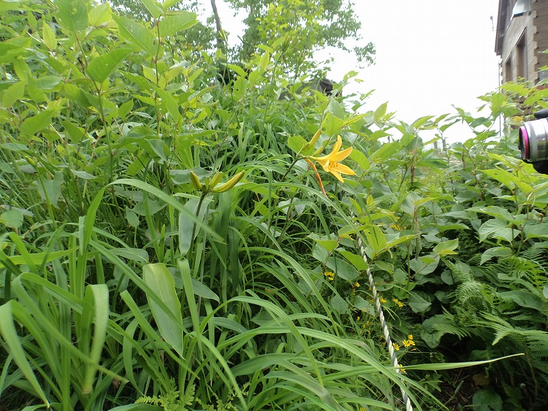 谷川連峰の花園・平標山_b0234354_106192.jpg