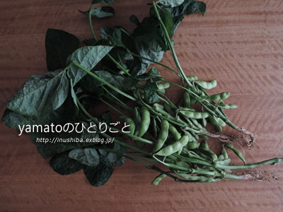 枝付き枝豆 - yamatoのひとりごと