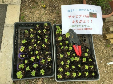 「サルビアン、サルビアを植える」の巻_d0191262_21232159.jpg