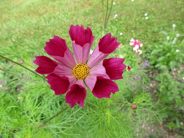筒状花コスモス Cosmos Aldebaran フランス Bons Vivants Idees D Aujourd Hui