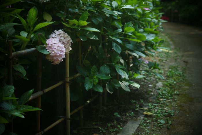 紫陽花 16 万博公園 写真部 紫陽花 16 万博公園 写真部