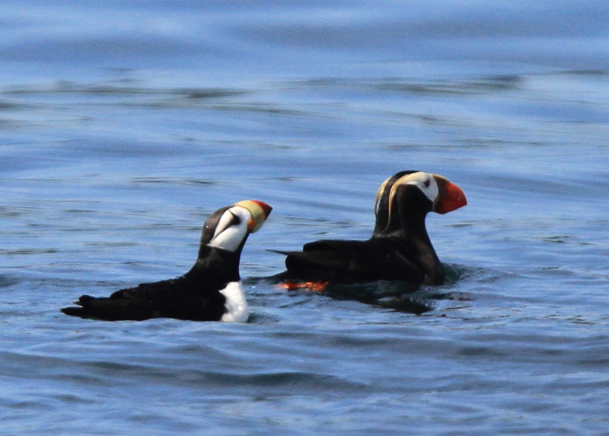クリオネとツノメドリ アイヌモシリの野生たち 獣と野鳥の写真図鑑 クリオネとツノメドリ アイヌモシリの野生たち 獣と野鳥の写真図鑑
