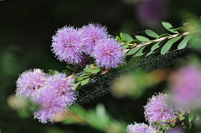 Purple bottle brush flowers_b0369375_582472.jpg