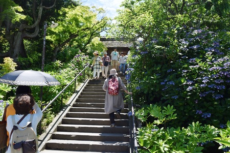 鎌倉　紫陽花寺_b0032079_22172315.jpg