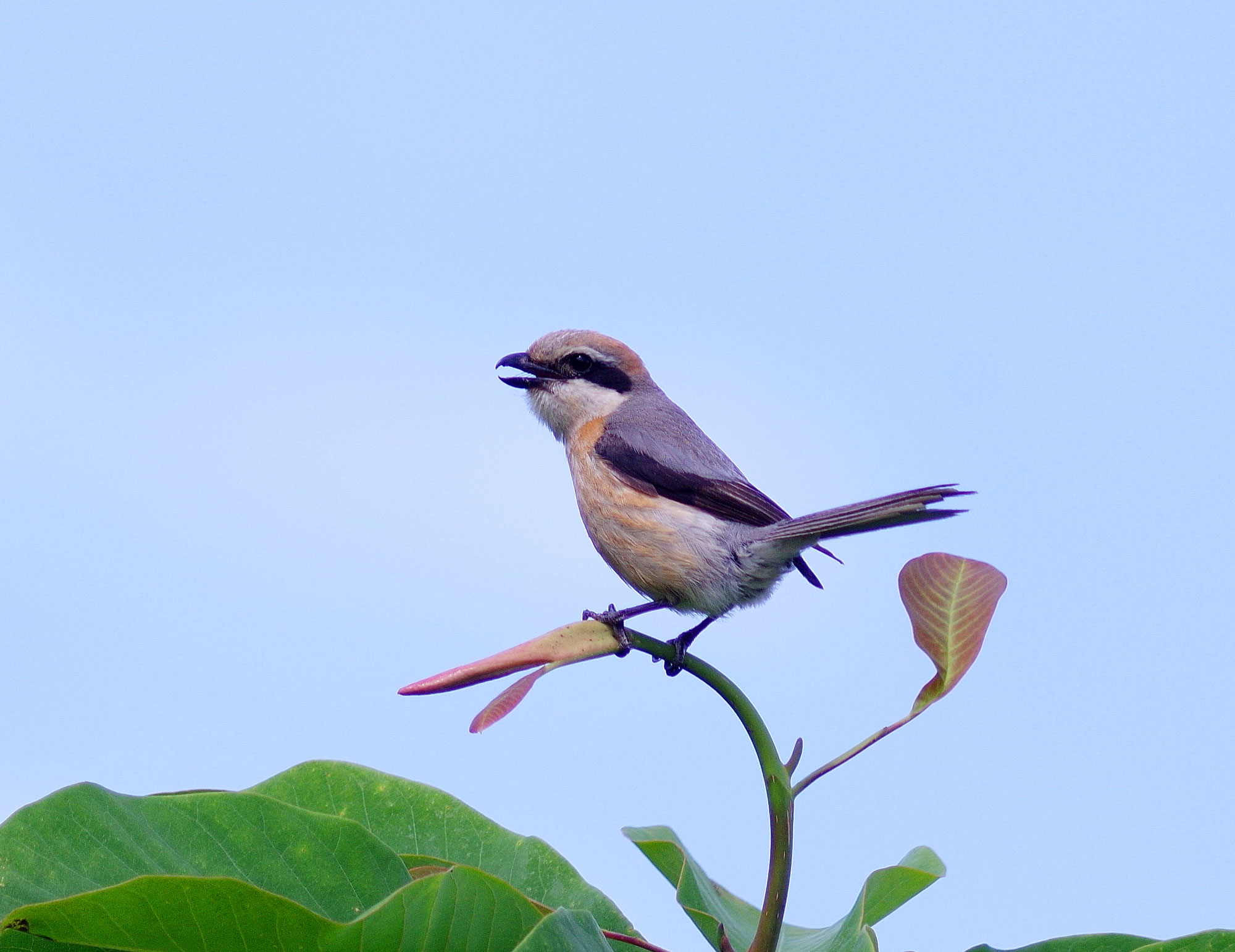 2016年　6月　野鳥_c0176183_1111043.jpg