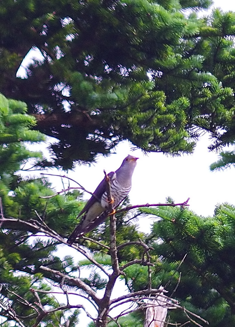 2016年　6月　野鳥_c0176183_1192837.jpg