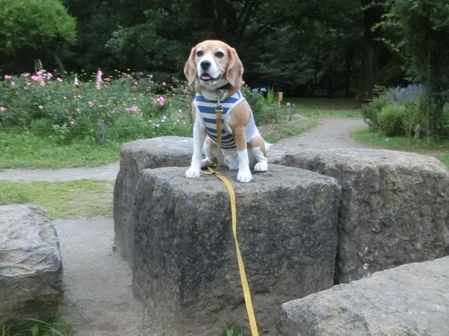 飼い犬が私と遊んでくれない（涙）_a0319693_918201.jpg