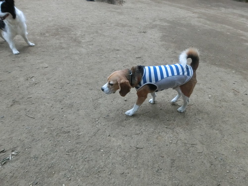 飼い犬が私と遊んでくれない（涙）_a0319693_9516.jpg