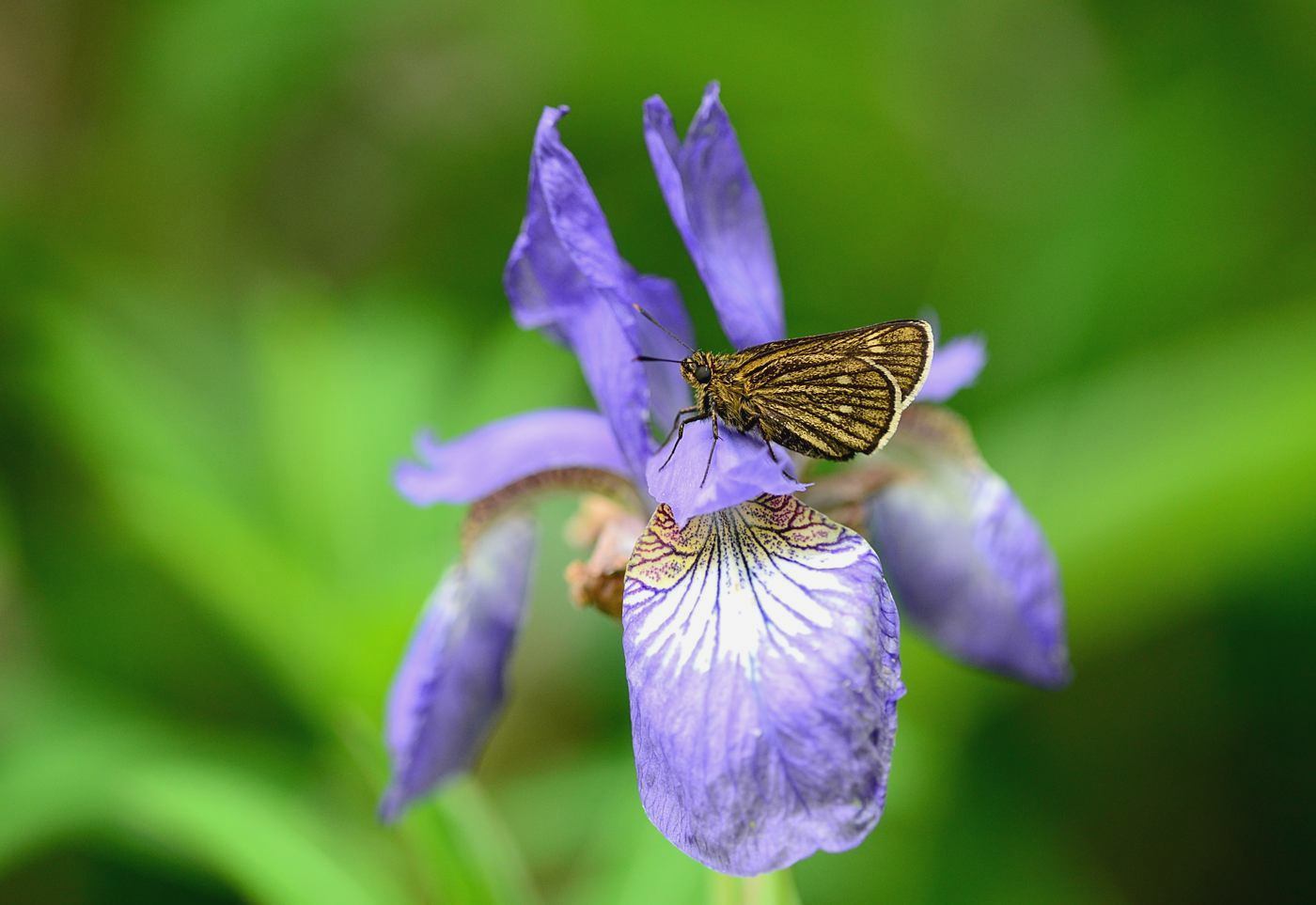 高原の花に遊ぶセセリチョウ_c0315700_14490695.jpg