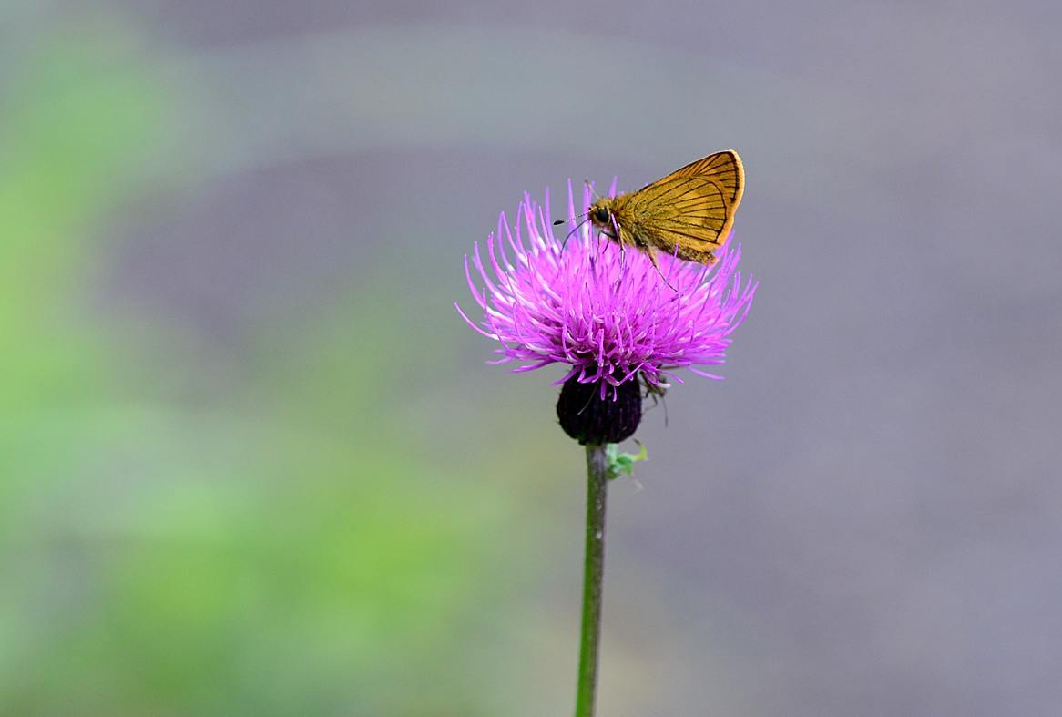 高原の花に遊ぶセセリチョウ_c0315700_15224039.jpg