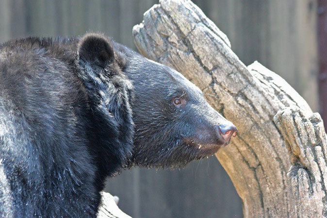 起立！ツキノワグマ！！ : 続々・動物園ありマス。
