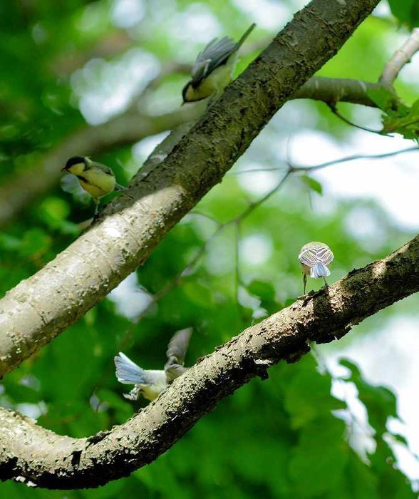 エゾリスとハシブトガラの幼鳥_d0098721_20551366.jpg