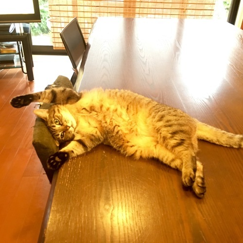 にゃんこ劇場版「猫女子のやる気度は」_c0366722_05140247.jpeg
