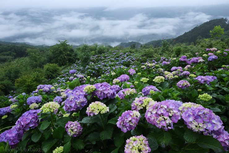 秩父 美の山公園 1 紫陽花 Photograph2