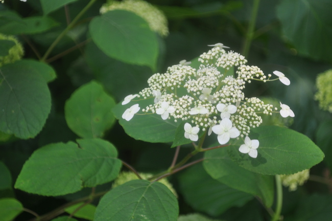 神戸市立森林植物園_a0163529_035326.jpg