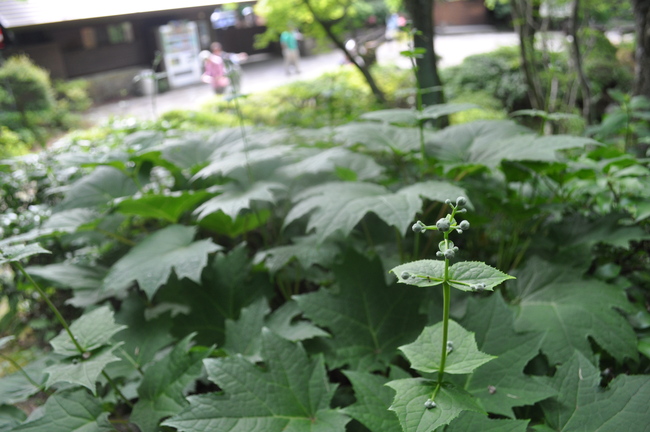 六甲高山植物園_a0163529_1285822.jpg