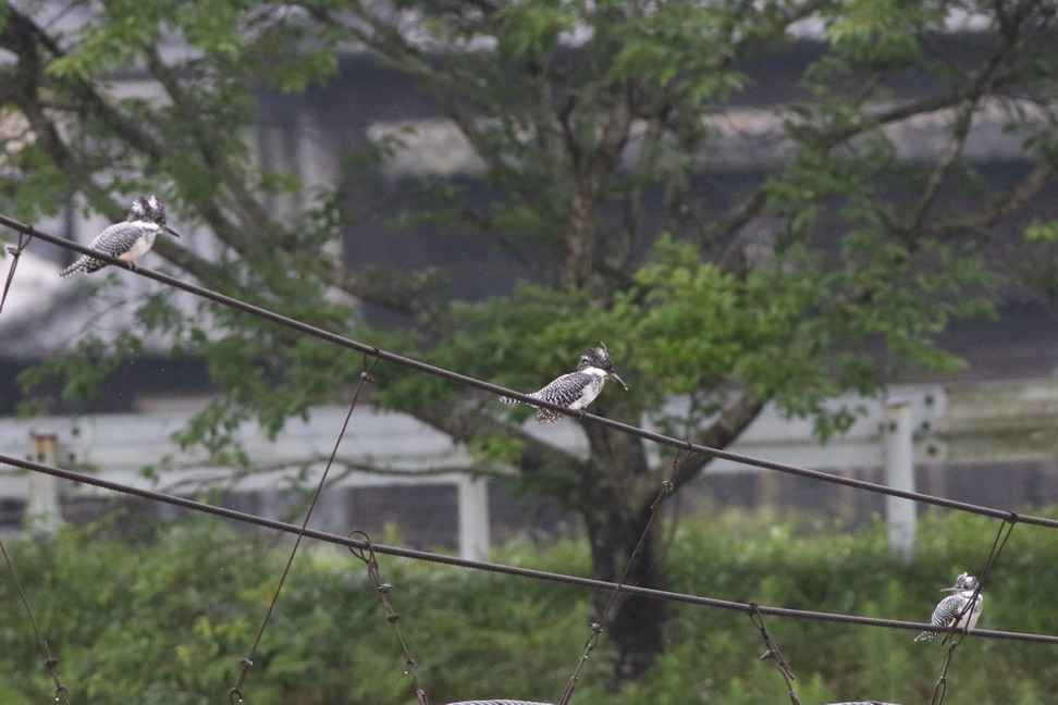 朝やっぱり雨_a0124530_16103363.jpg