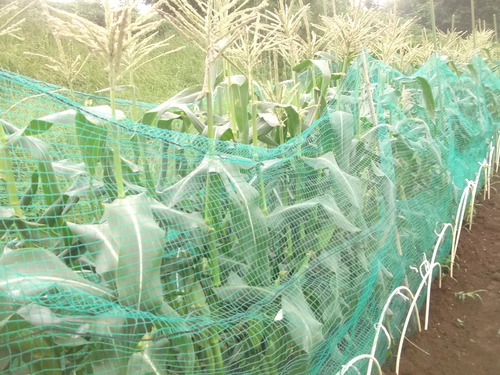トウモロコシ鳥獣対策..完全勝利の道!_b0137932_10451950.jpg