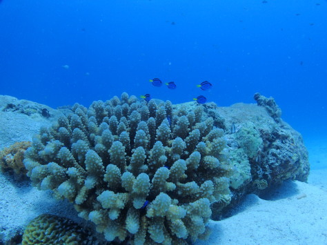 6月29日またまた水納島へＧＯ～_c0070933_22200041.jpg