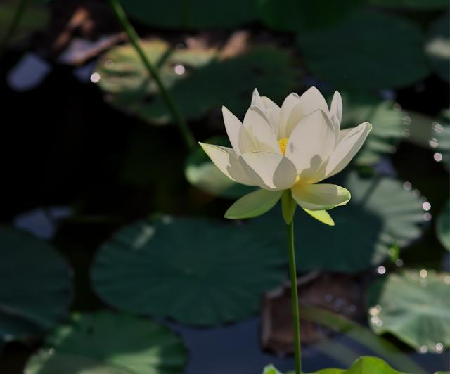 蓮華寺池池公園の白い蓮ベリーズジャイアントサンバースト開花2日目_c0309734_08451427.jpg