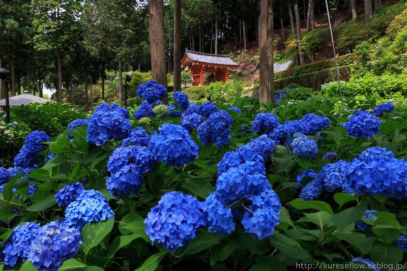 三室戸寺の紫陽花_b0325840_19101408.jpg