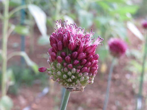 2016年7月1日　アリアムの花が咲く!_b0341140_17404716.jpg