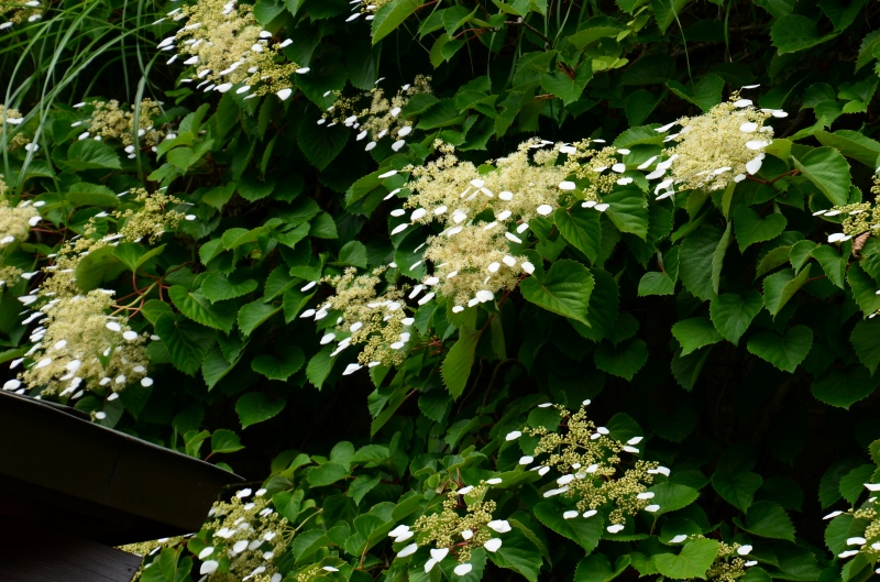c0220040_2312995.jpg